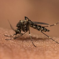 Dengue