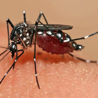 Dengue