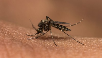 Dengue