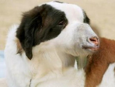 Dog Goat