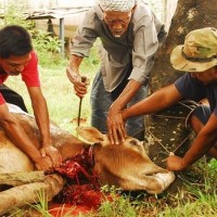 Eid ul Adha Animal Qurbani