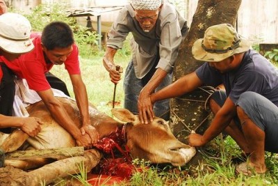 Eid ul Adha Animal Qurbani