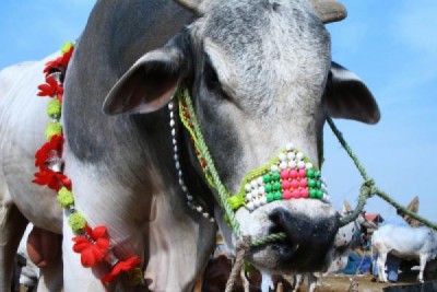 Eid ul Adha Cows Sacrifice