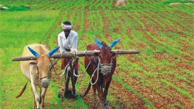 Farmer