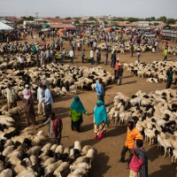 Goat Market