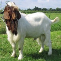 Male Goat