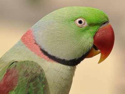 Parrot