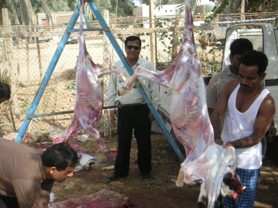 Qurbani