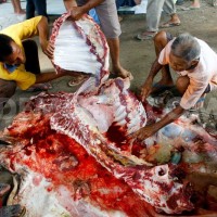 Slaughter of Animal