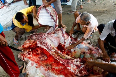 Slaughter of Animal