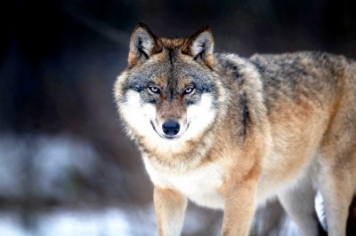 Wild Wolf