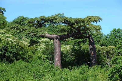 Adansonia