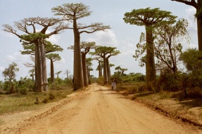 Baobab