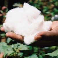 Cotton