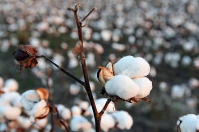 Cotton