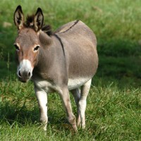 Donkey