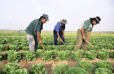 Farmer