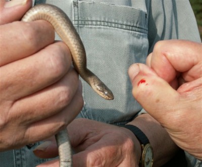 Snake Bite