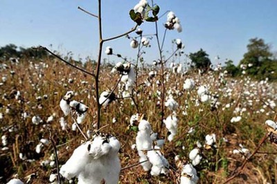 Cotton