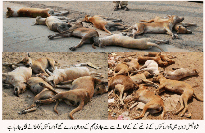 خصوصی صفائی مہم کے ساتھ شاہ فیصل زون میں کتا مار مہم