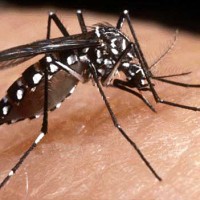 Dengue Mosquito