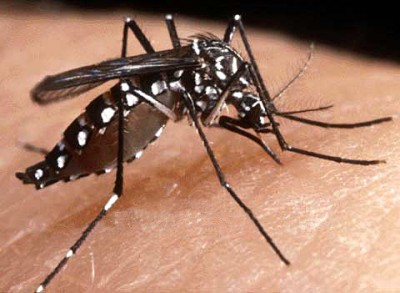 Dengue Mosquito