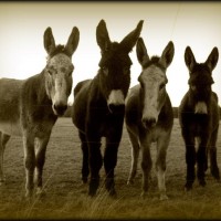 Donkeys