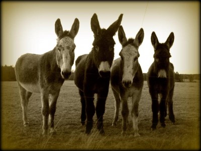 Donkeys