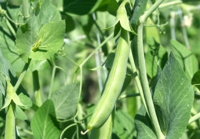 Peas Production