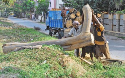 Trees Cutting