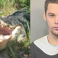 Alligator