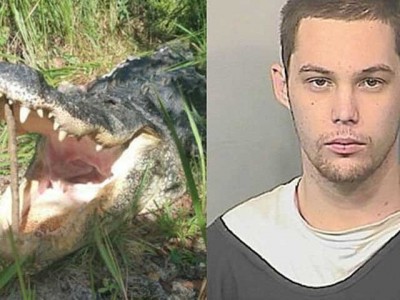 Alligator