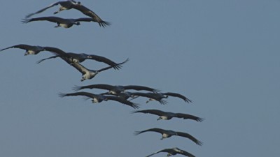 Bird Flying