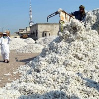 Cotton Prices