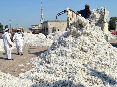 Cotton Prices