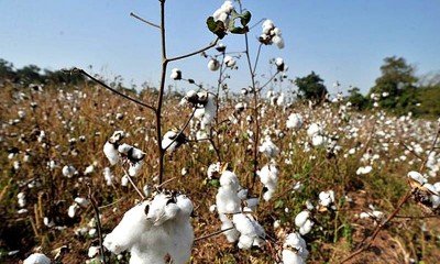 Cotton