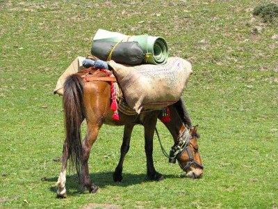 Horse Loaded