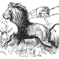 Lion