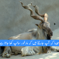 Markhor