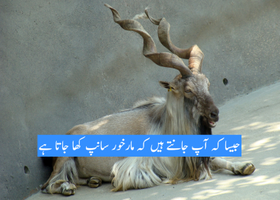 Markhor