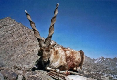 Markhor Eating Snake