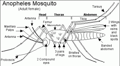 Mosquito