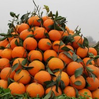 Oranges