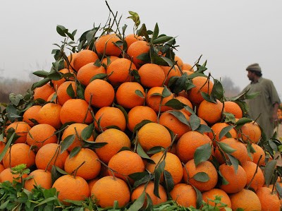 Oranges