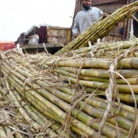 Sugarcane