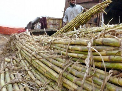 Sugarcane