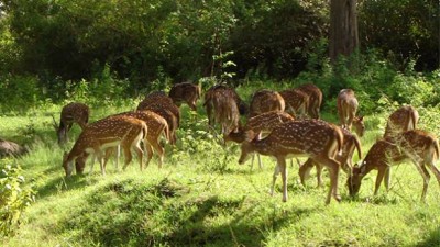 Wildlife Sanctuaries