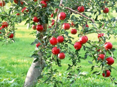 Apple Tree