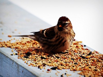 Bird food