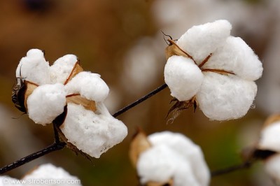 Cotton